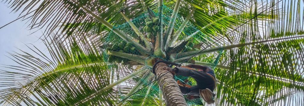 Coconut Fall Protection Nets in Sarjapura | Call us 9900776716